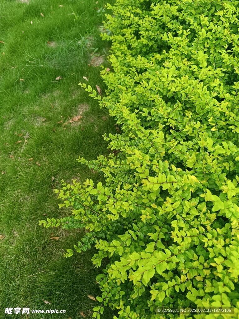 翠綠草地旁的蓬勃綠植