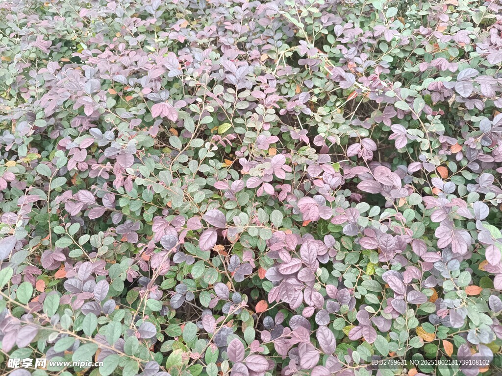 地面上的多彩植物群落