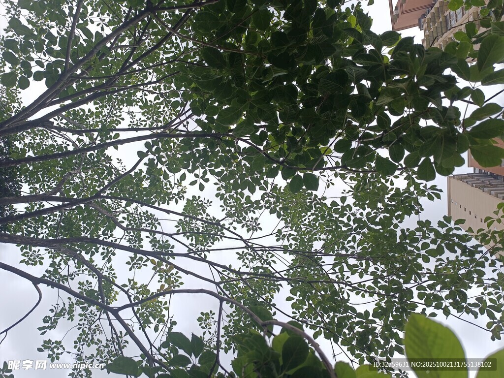透過枝葉望天空