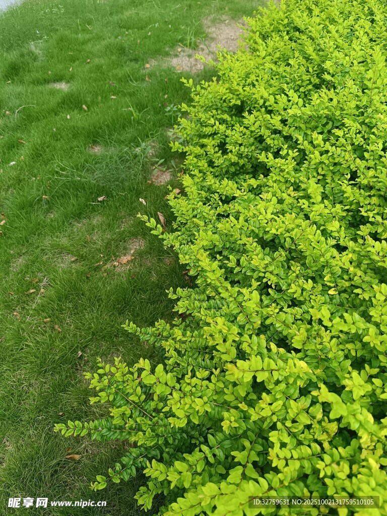 翠綠灌木與草地的交界