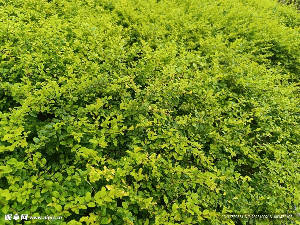 翠綠繁茂的綠植景觀