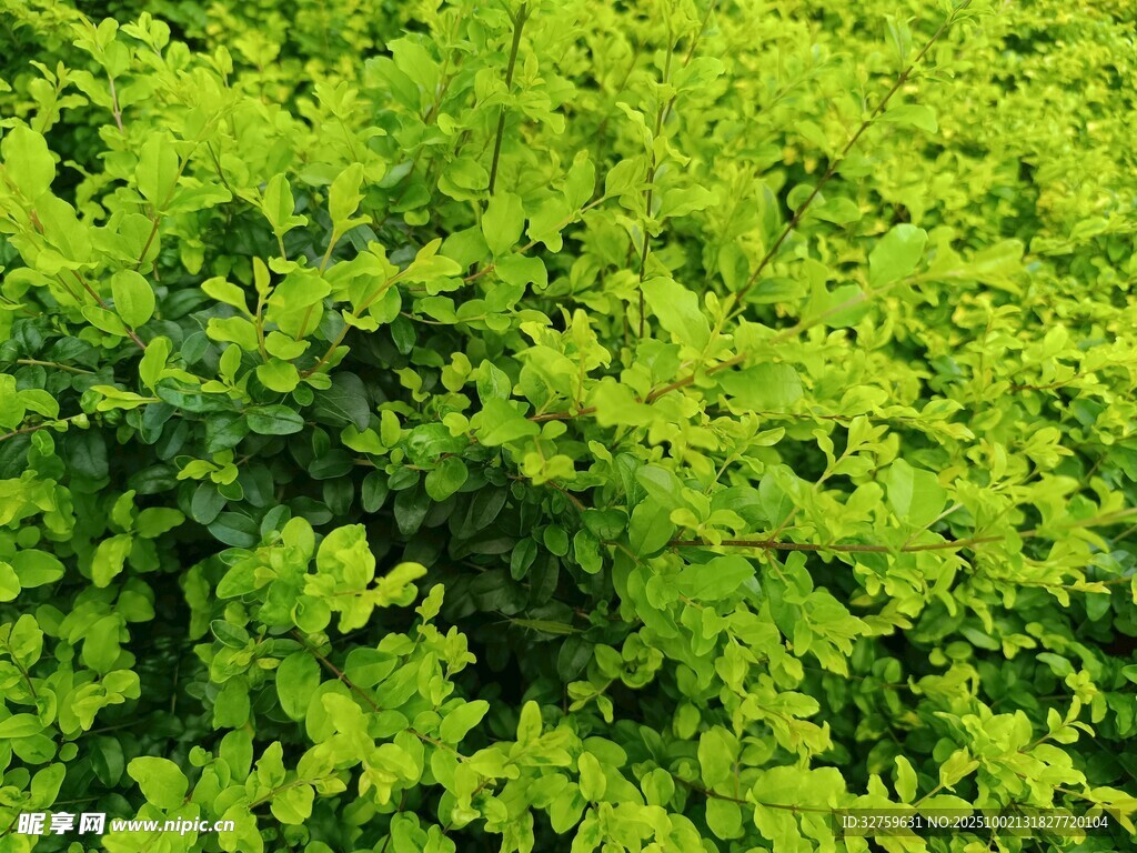 翠綠繁茂的綠植景觀