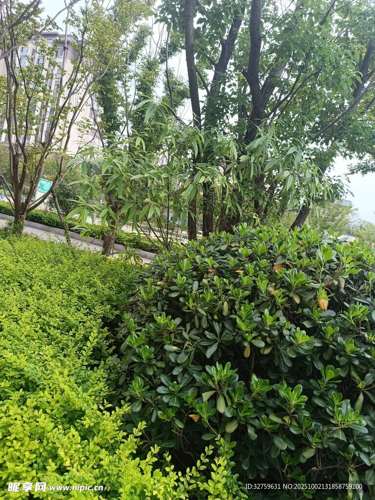 綠意盎然的園林景觀