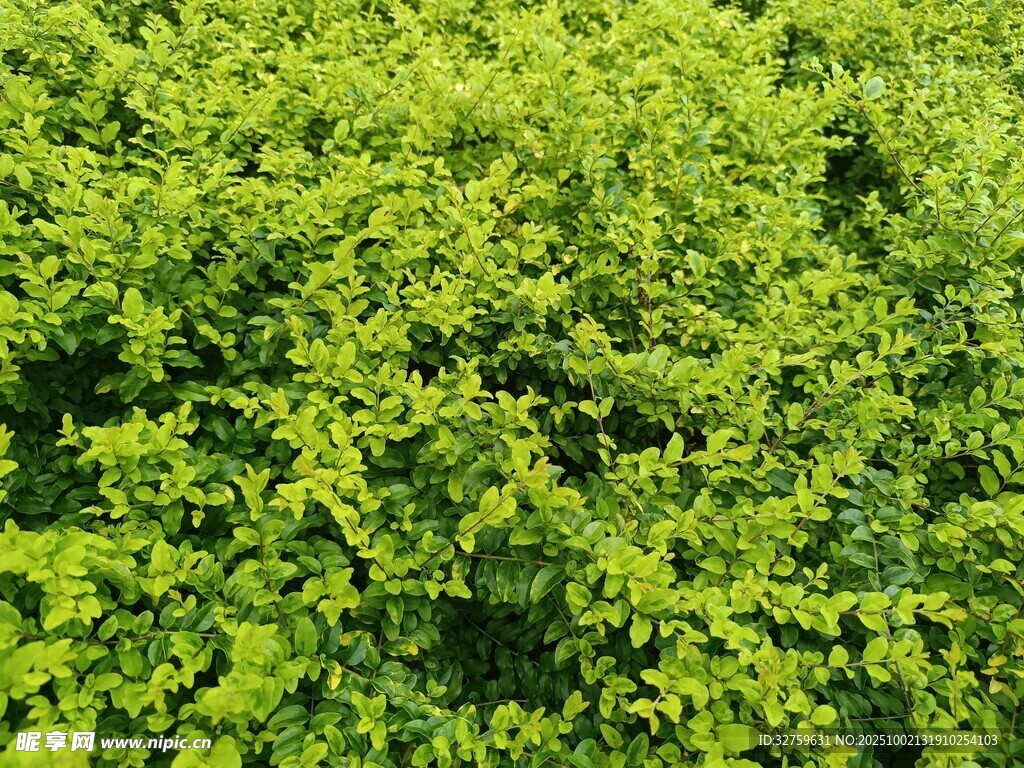 翠綠繁茂的綠植景觀