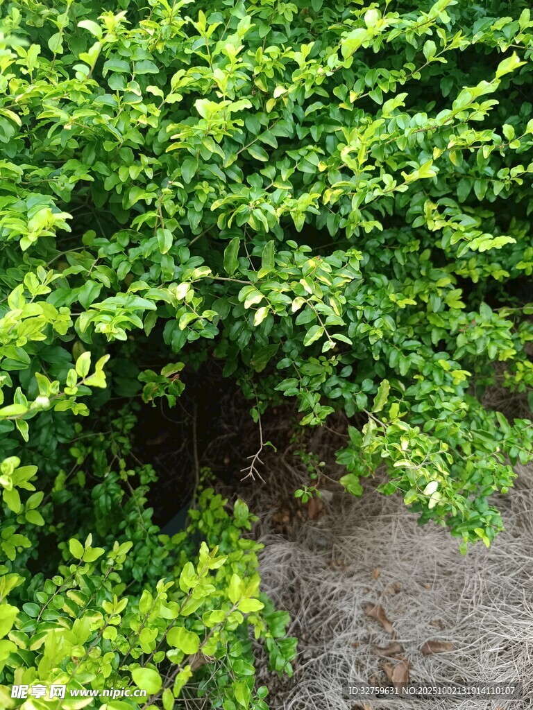翠綠繁茂的灌木叢