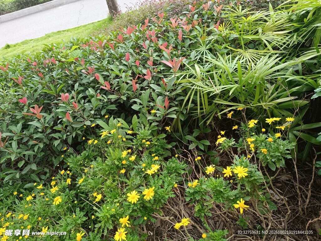 路邊多彩花卉景觀
