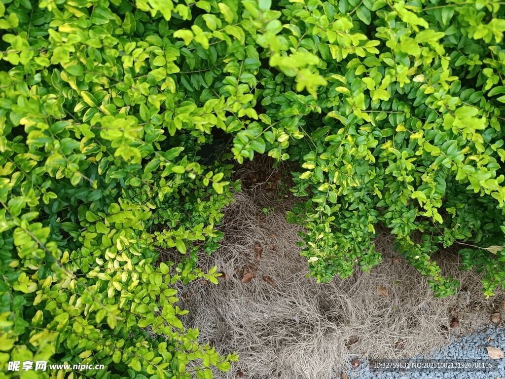翠綠繁茂的地面綠植景觀