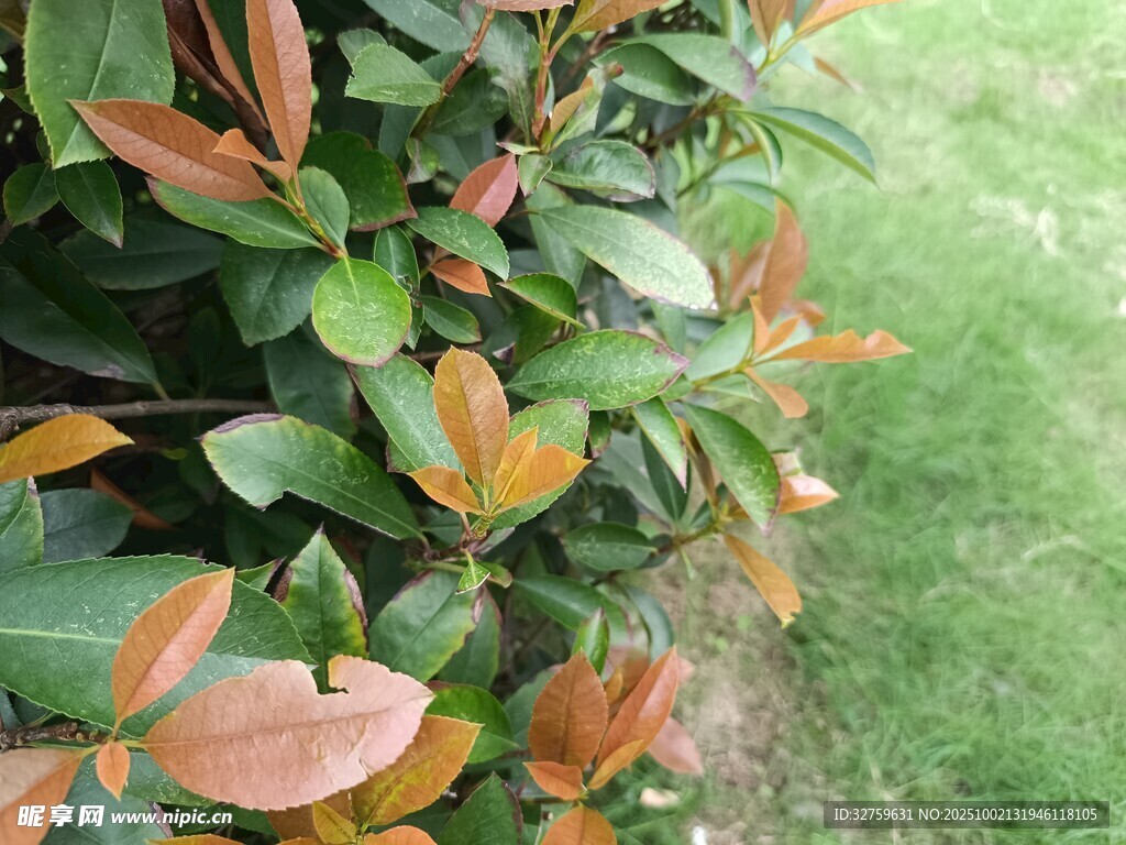 綠葉與變色葉片的植物景觀