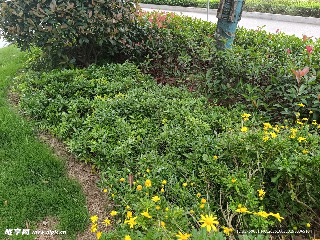 路邊多彩花草景觀