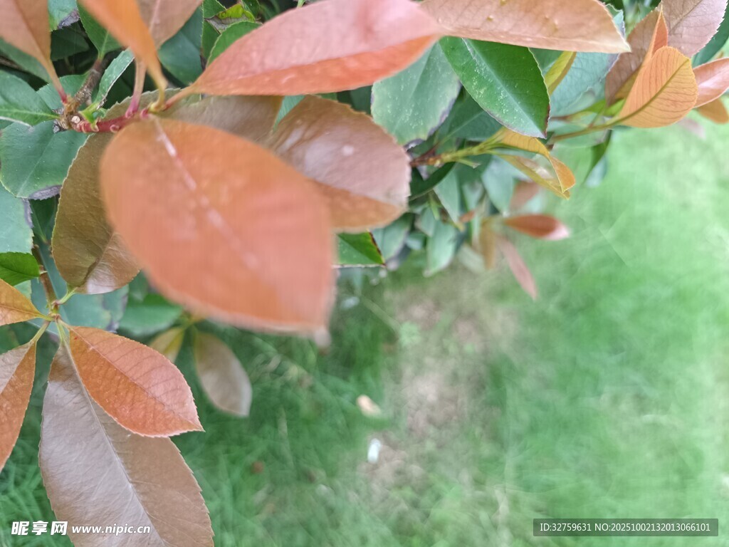 紅綠葉植物特寫