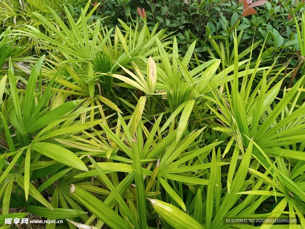 翠綠鮮嫩的叢生植物