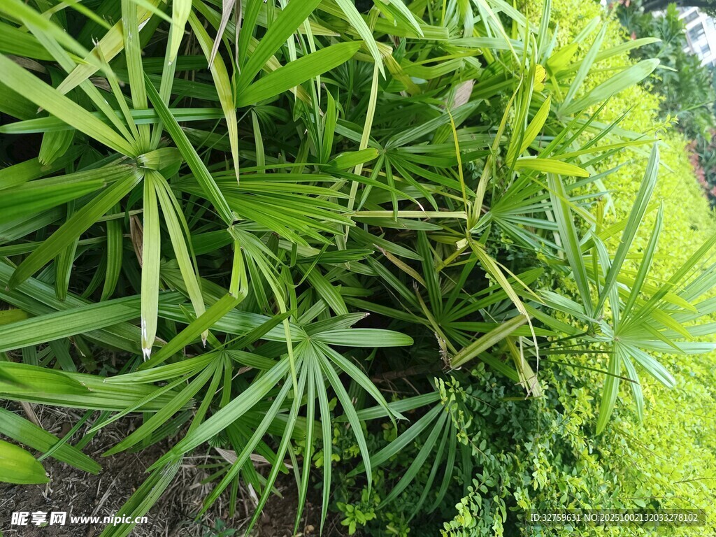 翠綠繁茂的熱帶植物景觀(guān)
