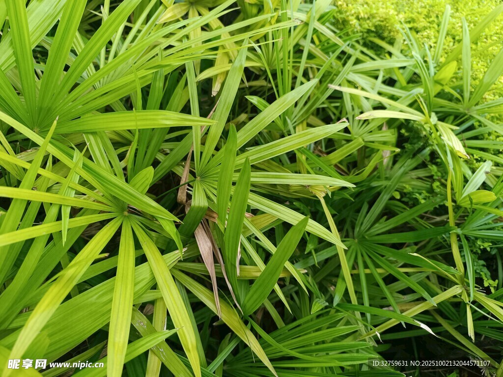 翠綠繁茂的熱帶植物景觀