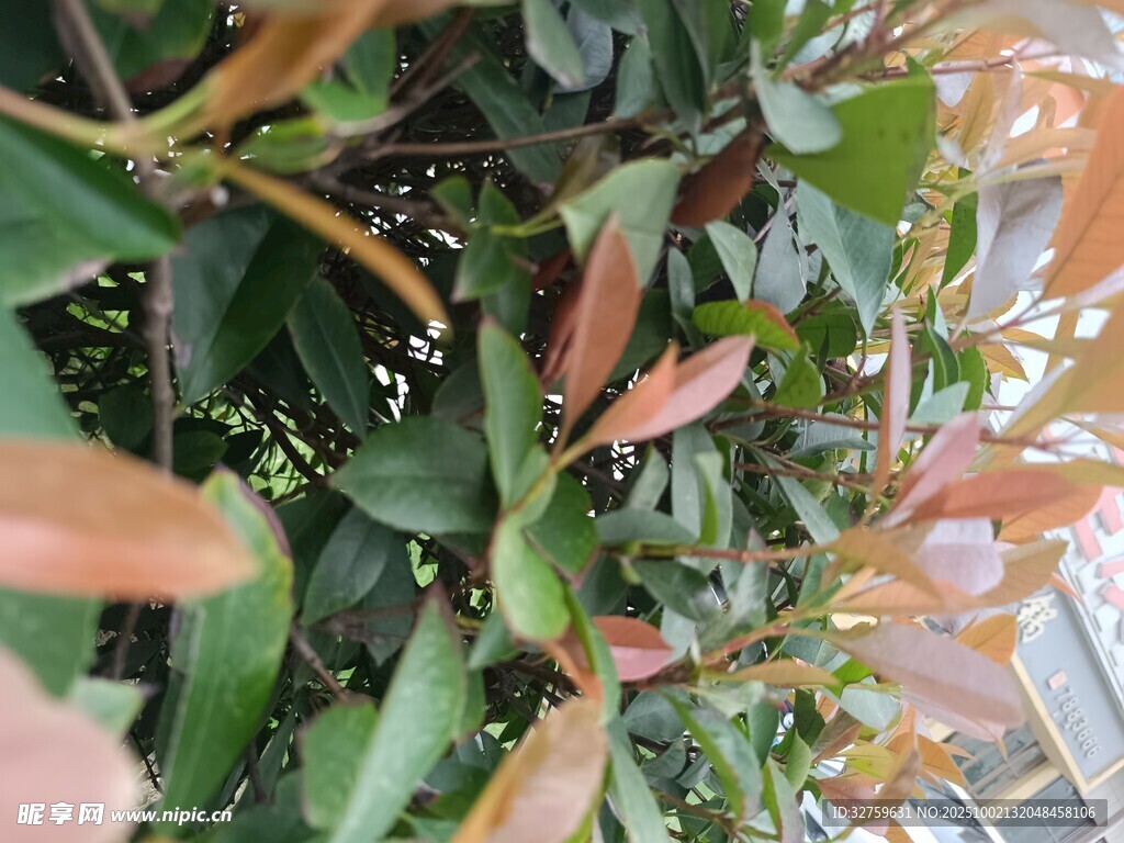 多彩葉片的植物特寫