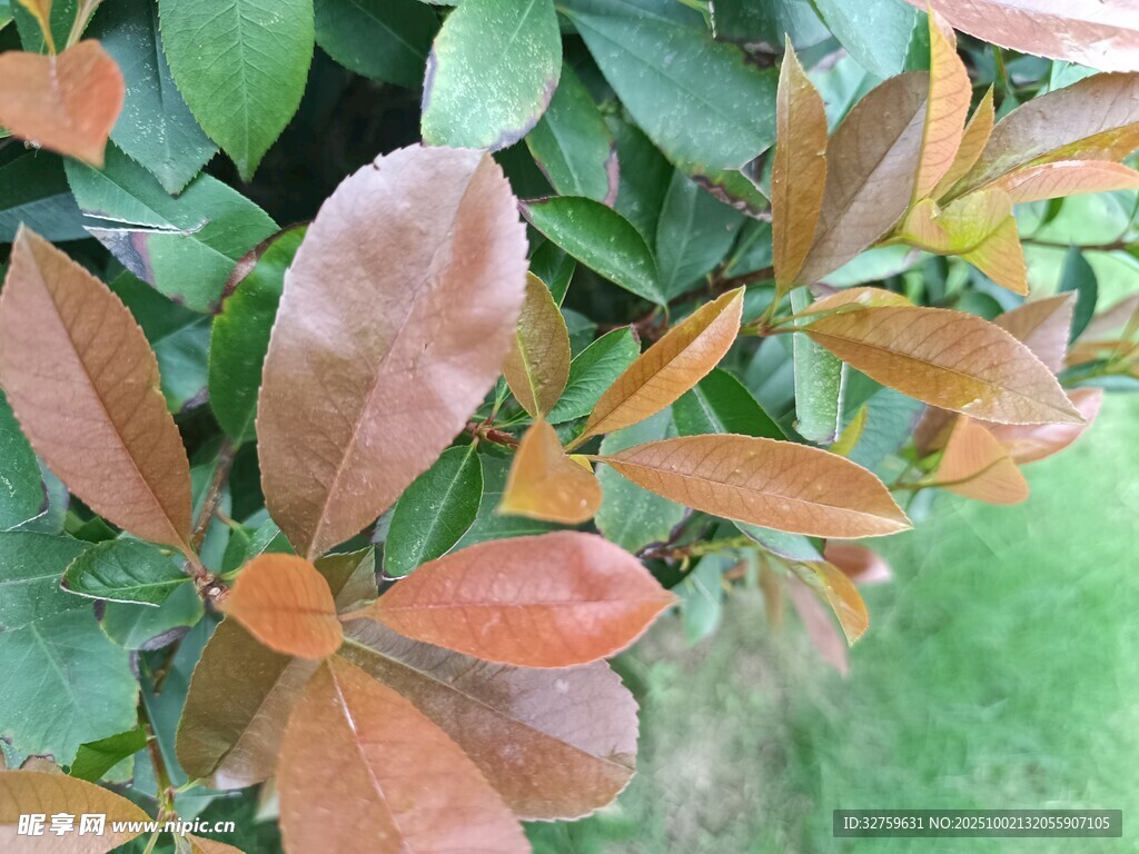 紅葉綠葉交織的植物景觀