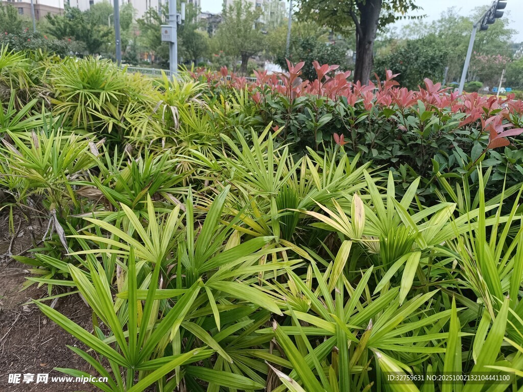 翠綠植物裝點(diǎn)美麗園林