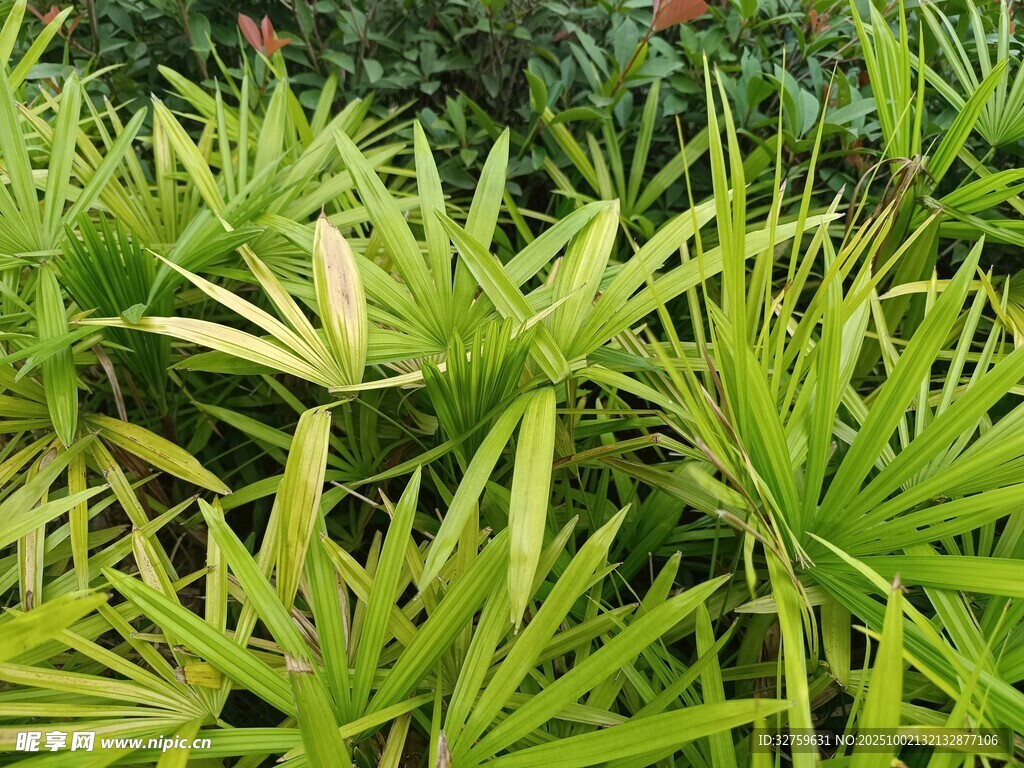 翠綠繁茂的熱帶植物景觀