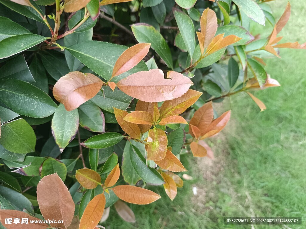 紅葉綠葉交織的植物景觀