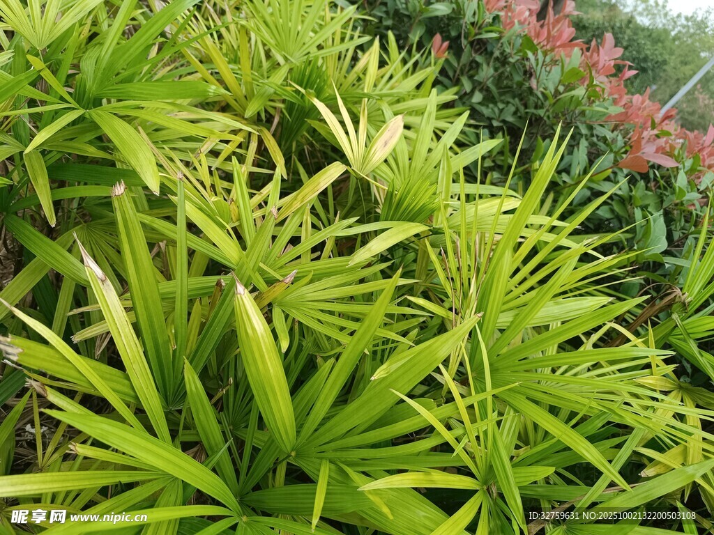 翠綠叢生的生機植物