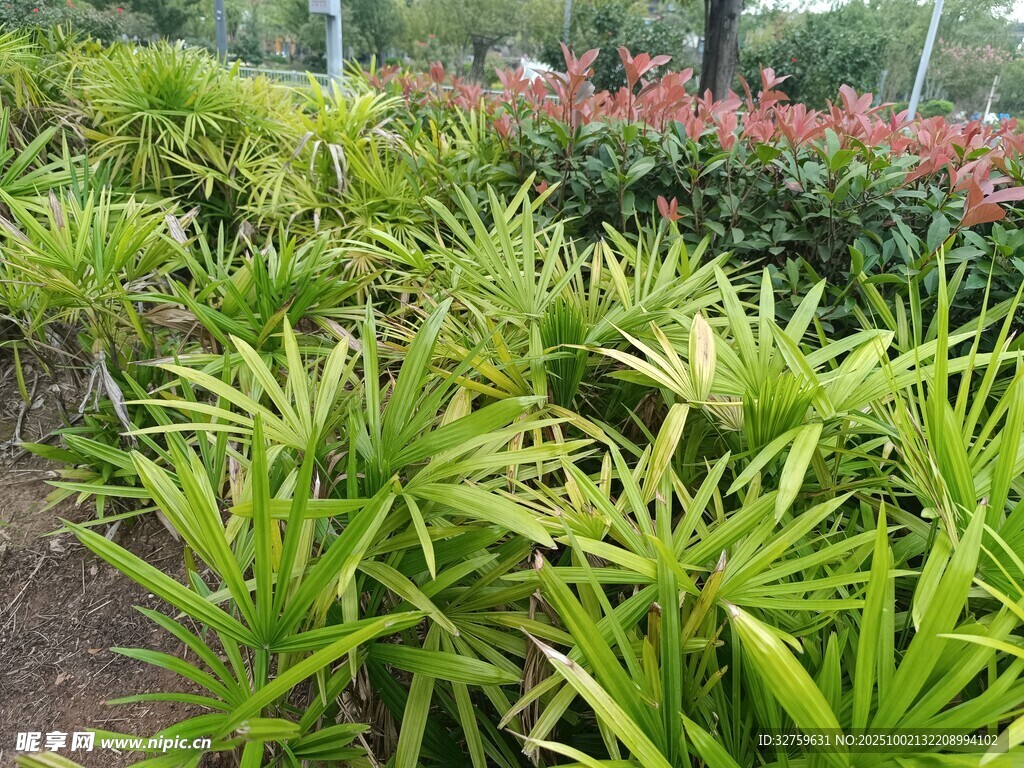 翠綠龍血樹植物景觀