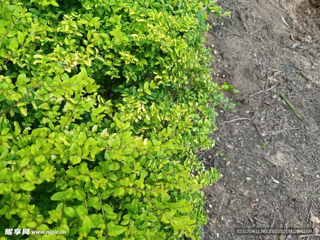 翠綠植物與泥土的邊界