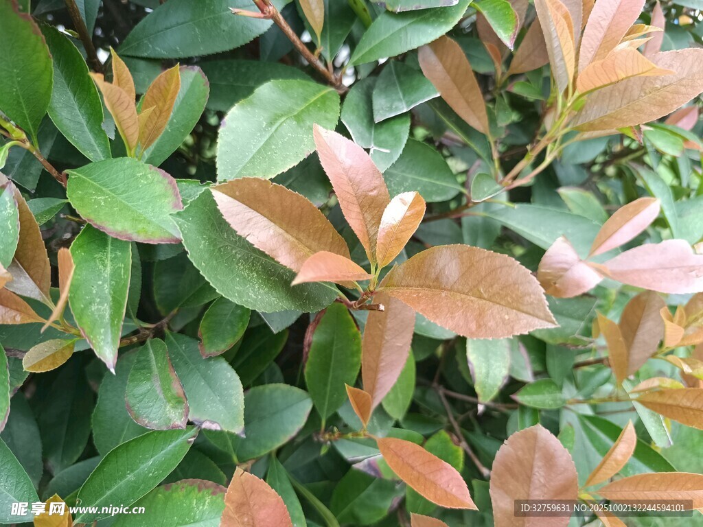 多彩葉片植物特寫