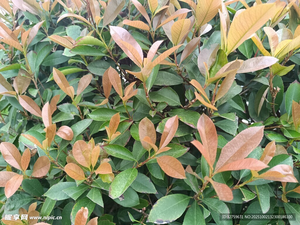 多彩葉片的植物景觀