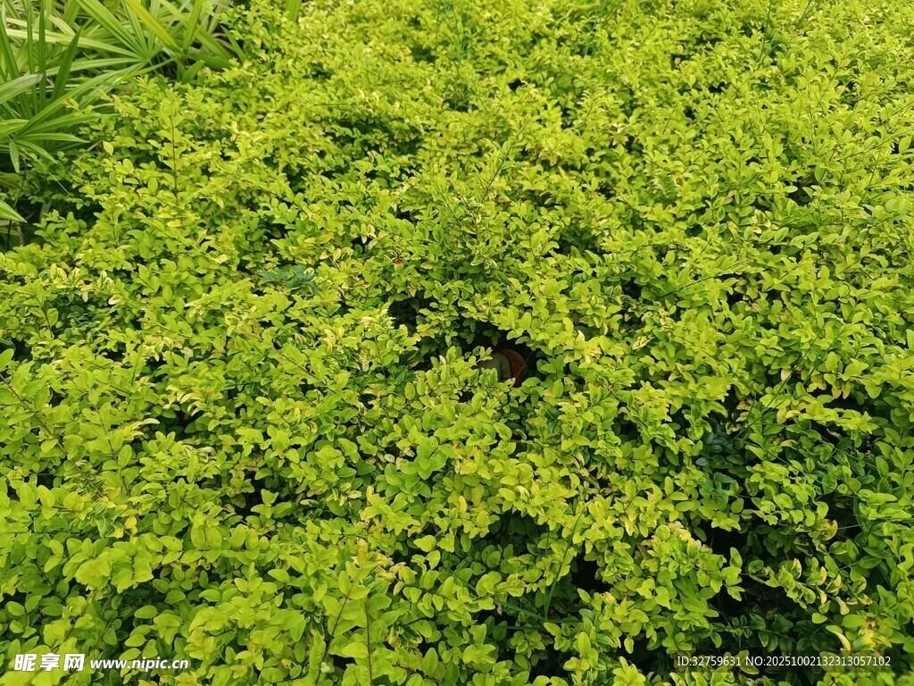 翠綠繁茂的綠植景觀