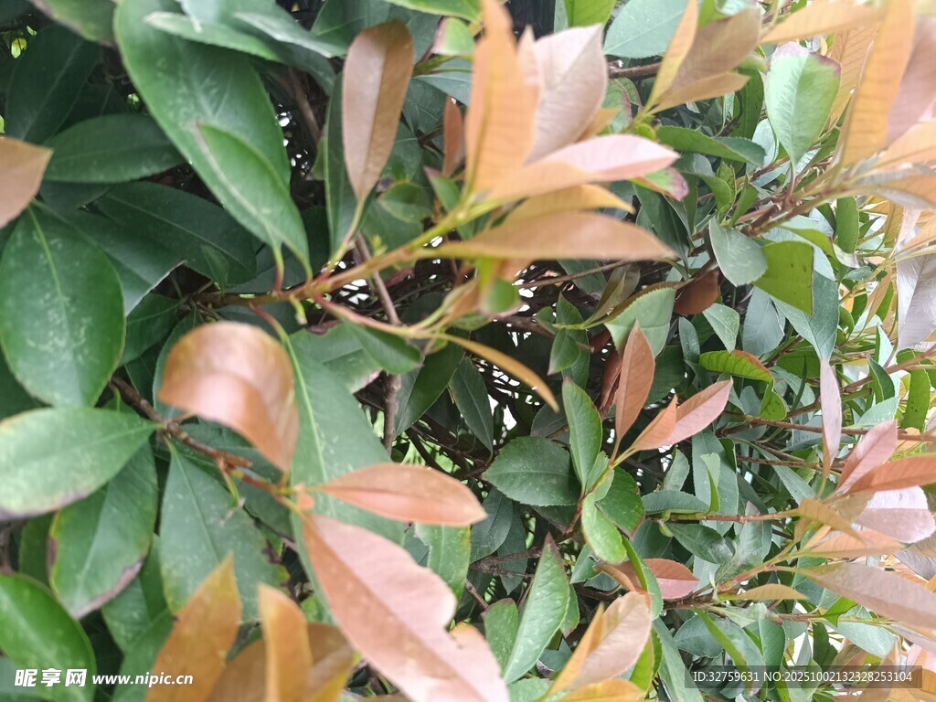 多彩葉片的植物景觀