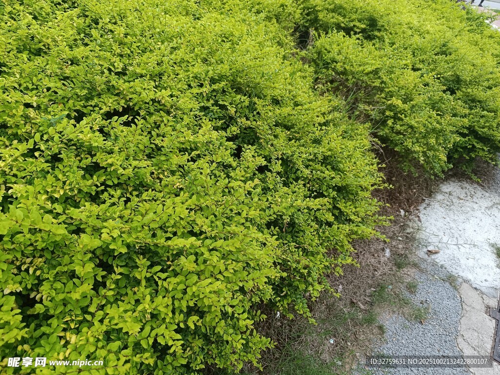翠綠繁茂的路邊灌木叢