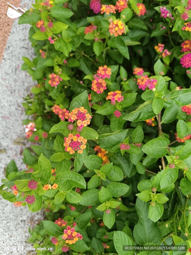 多彩小花綻放于綠葉間