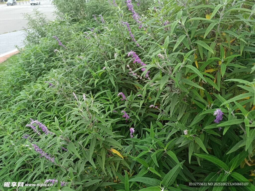 茂盛的紫色花草植物