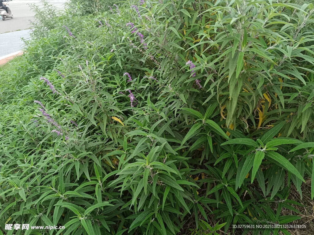 路邊茂盛的綠色植物
