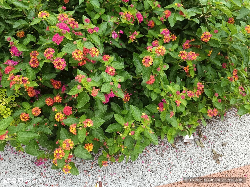 多彩花叢裝點(diǎn)地面