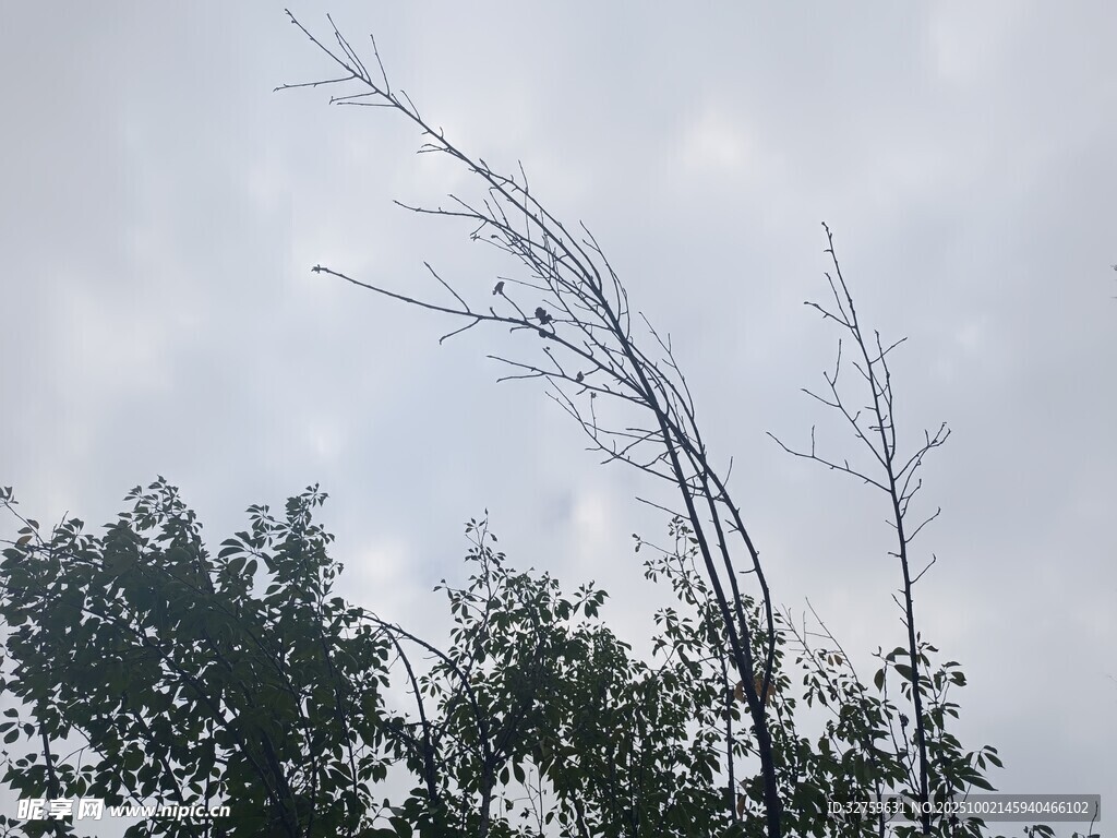 傾斜樹木