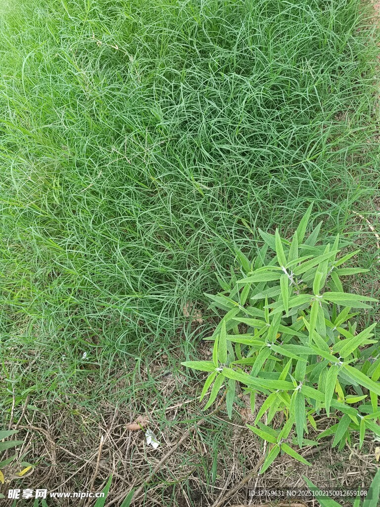 田野中的嫩綠植物
