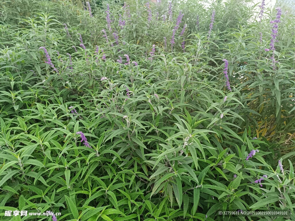繁茂綠植中的紫色花卉
