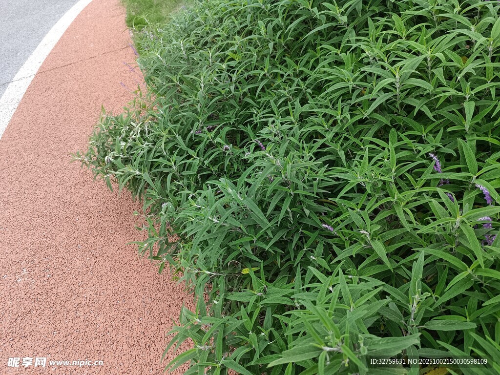 路邊翠綠繁茂的叢生植物
