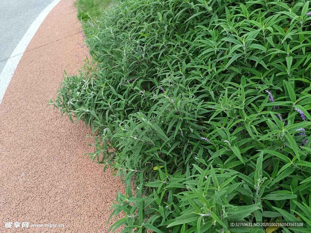 路邊翠綠茂盛的草叢