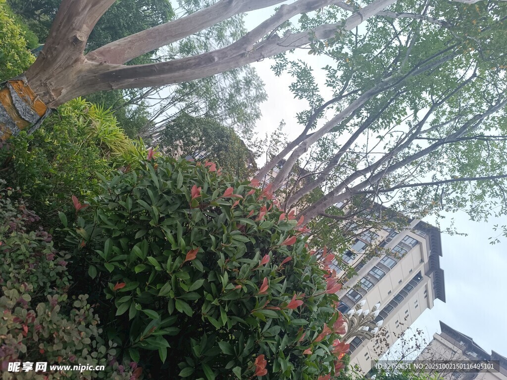 庭院綠植與古樸建筑