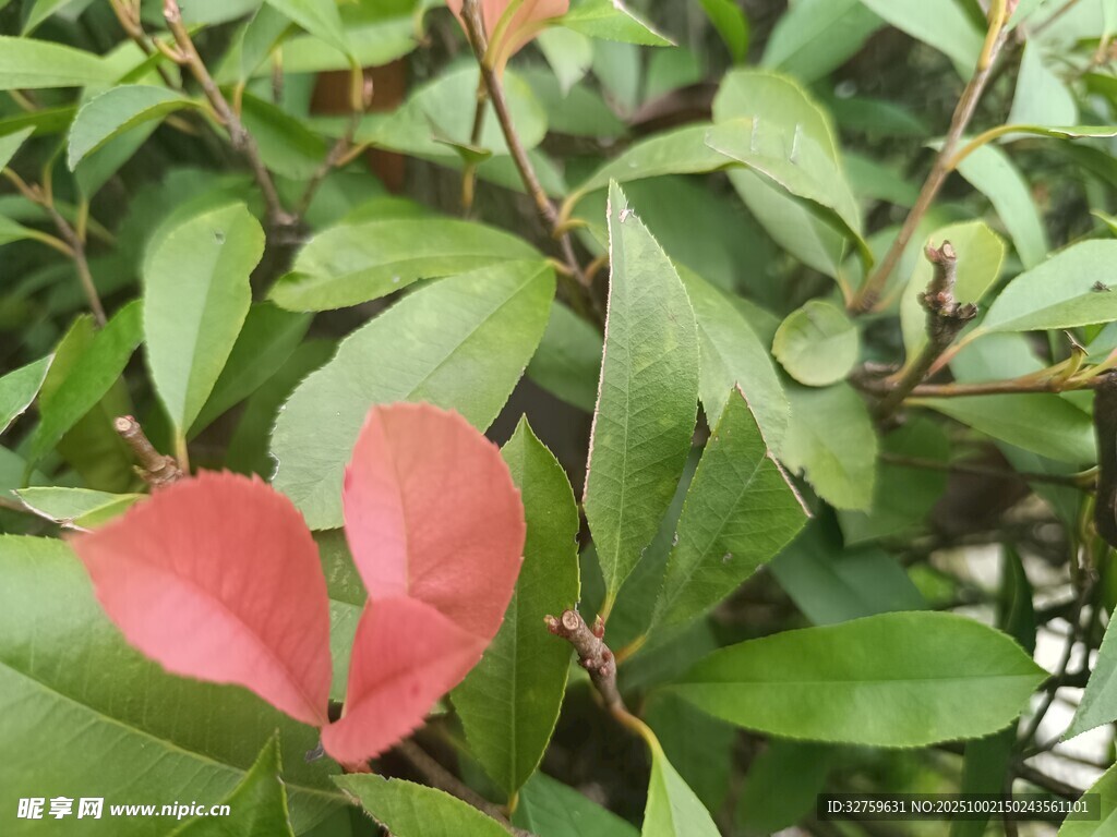 綠葉叢中兩抹紅