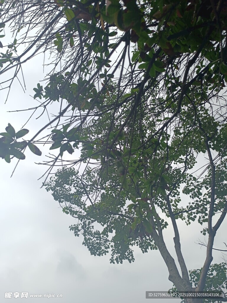 仰視下的繁茂樹枝