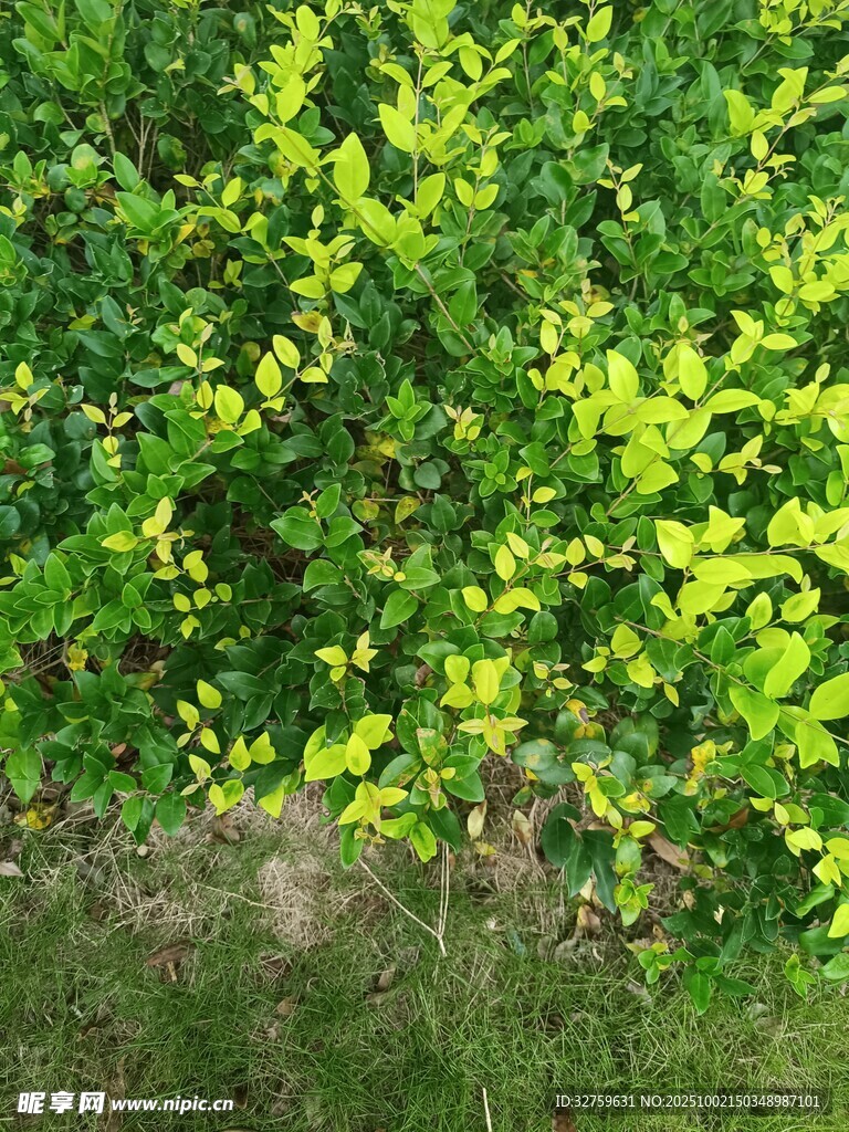 翠綠繁茂的灌木叢