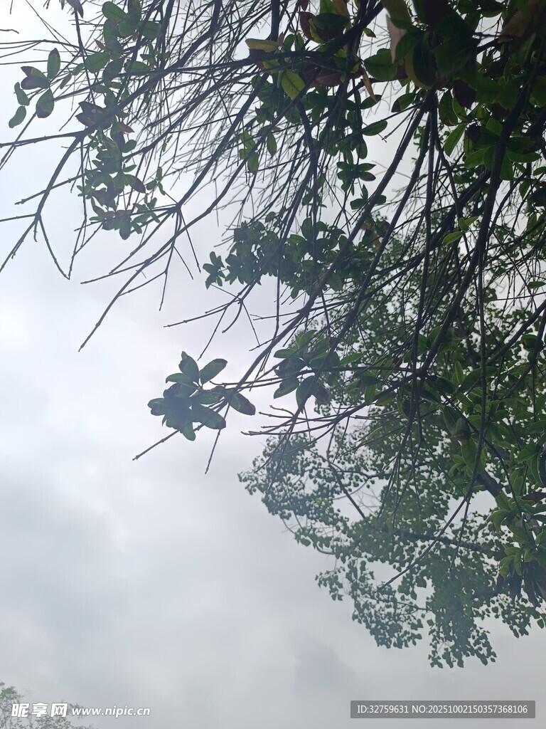 云霧中樹枝樹葉景象