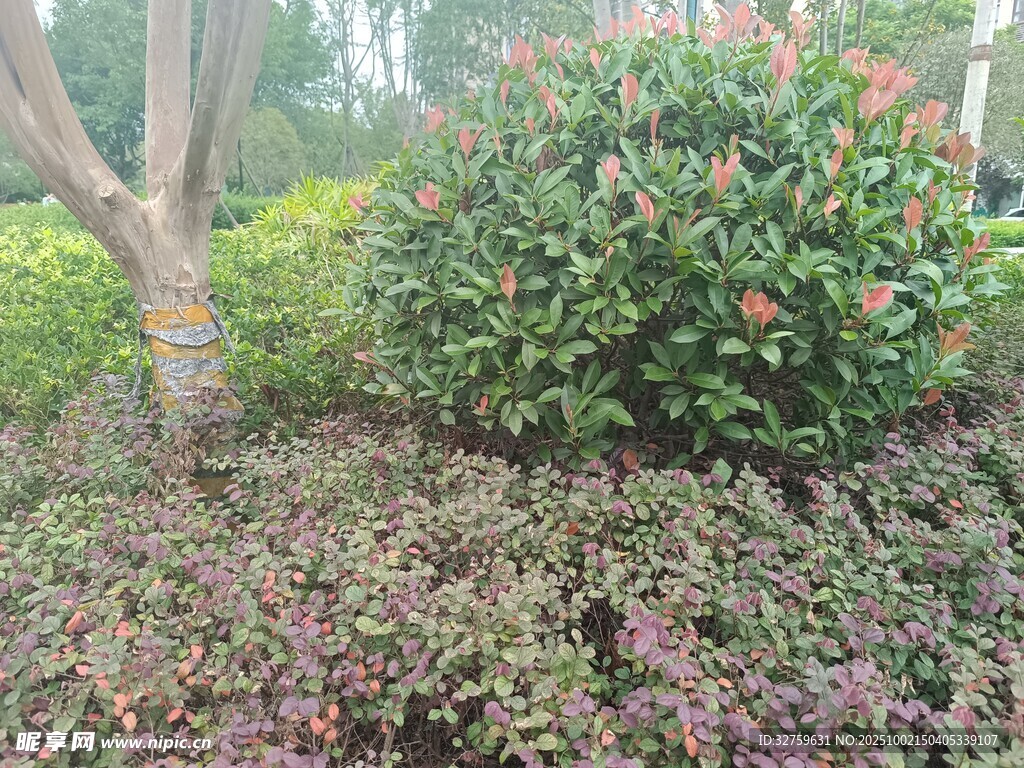 園林綠植景觀