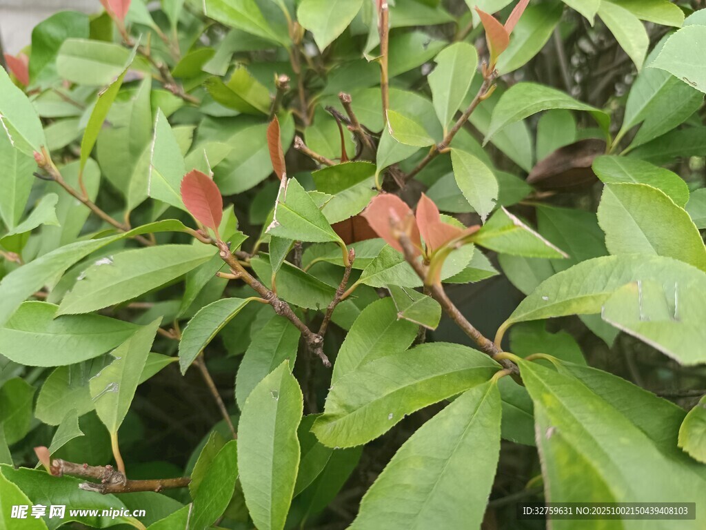 綠葉間帶紅邊的植物