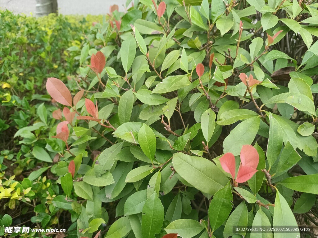綠葉間的粉色葉片植物