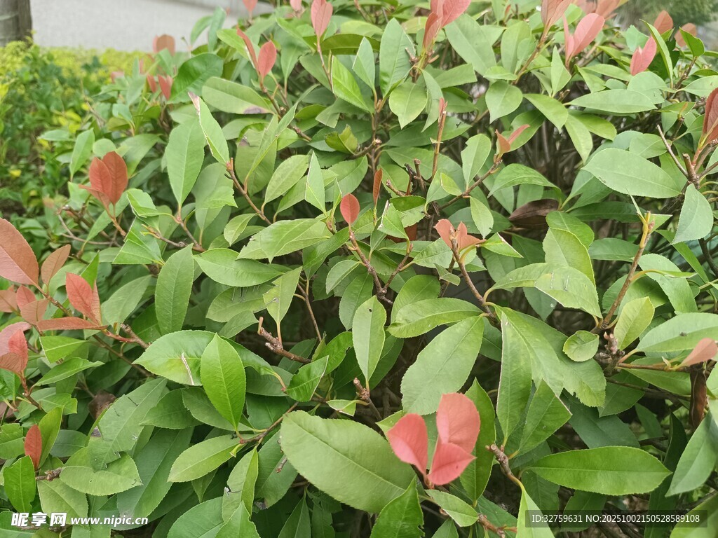 綠葉間的粉色花卉