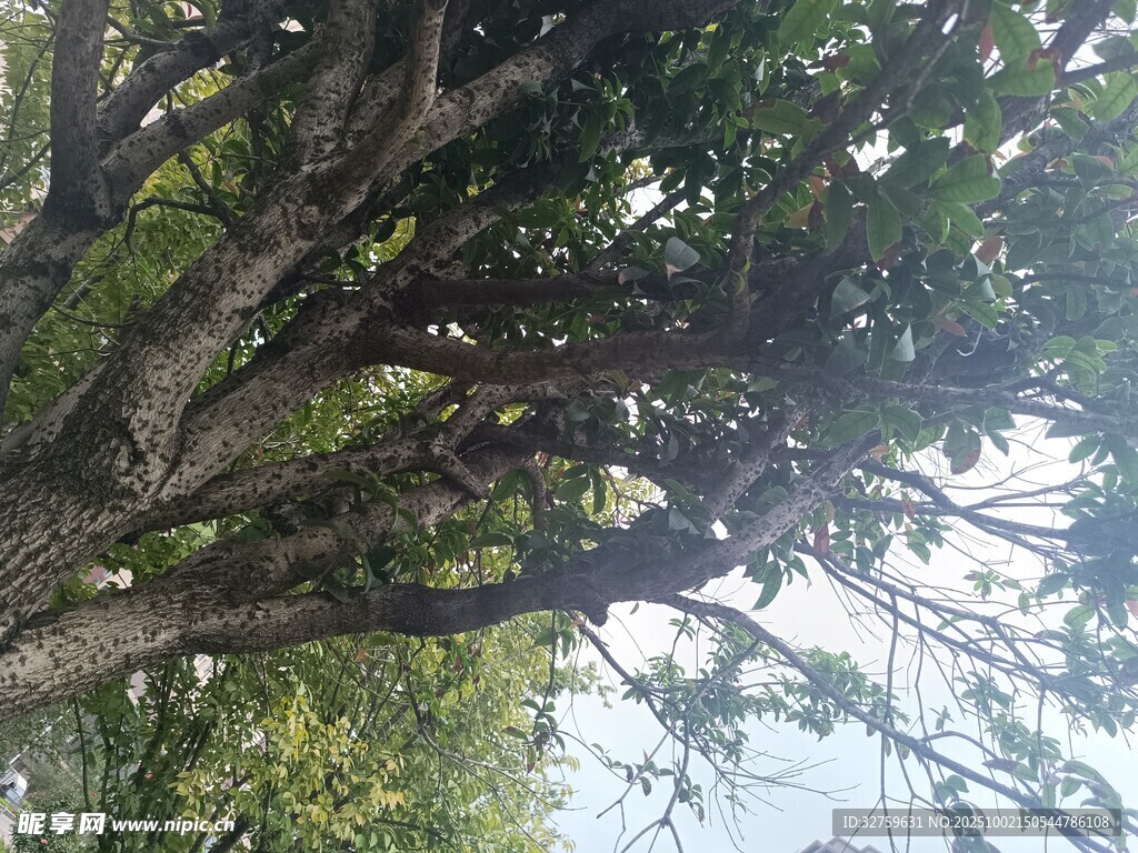 仰視繁茂樹枝與天空