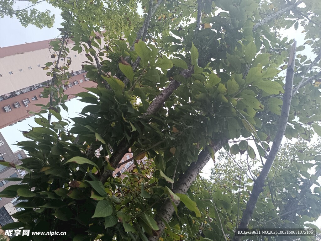 繁茂綠樹(shù)與建筑一角